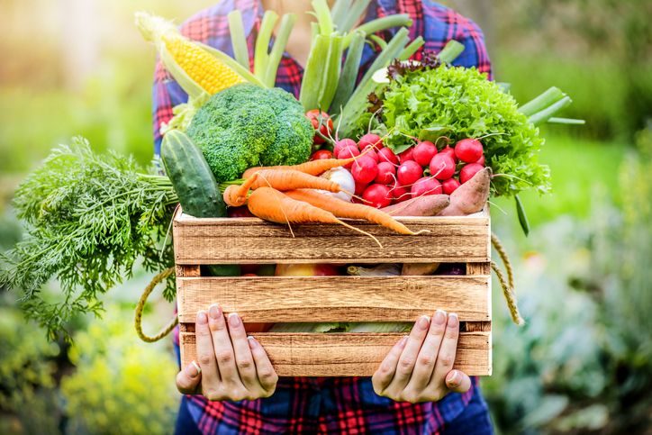 Organic vegetables in a wood crate . Farmer holding harvested vegetables. 